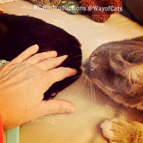 What to expect when a cat team is called to the scene today 26