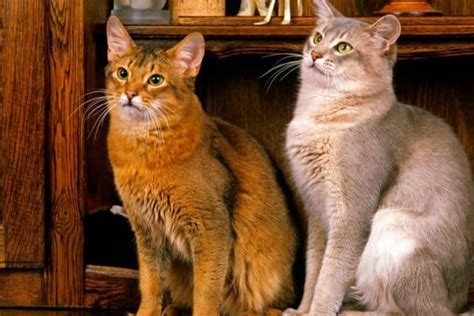 Somali - A-Z Animals