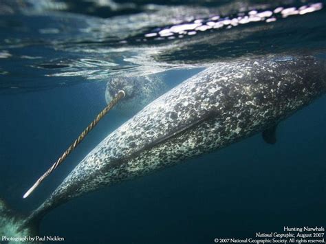 narwhal-wallpaper-3.jpg (1024×768) | Whale, Narwhal, Animal species