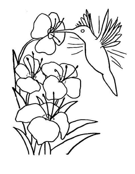 Free Printable Hummingbird Coloring Pages For Kids