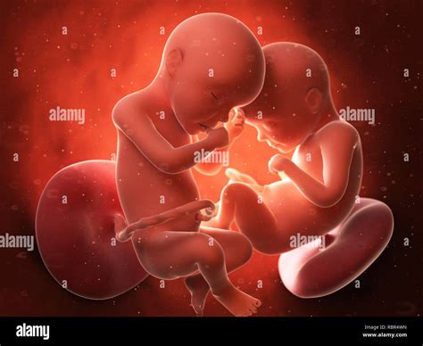 Twins womb hi-res stock photography and images - Alamy