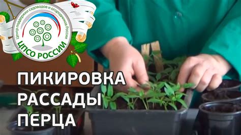 Как пикировать перец. Пикировка сеянцев перца сладкого. - YouTube
