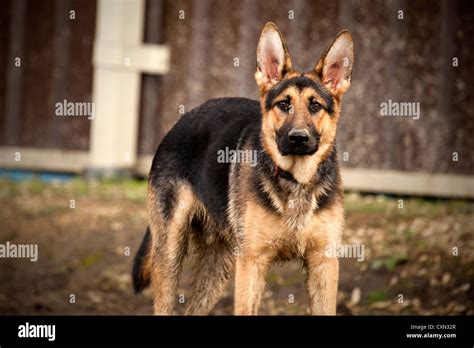 Gsd pet hi-res stock photography and images - Alamy