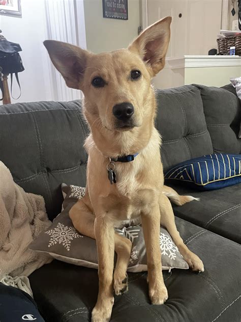 Lab Australian Cattle Dog Mix