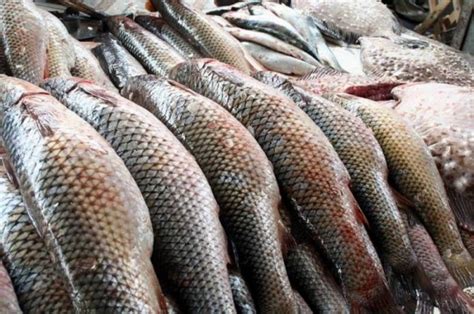 Еліміздегі балық шаруашылығына қатысты статистика қандай?