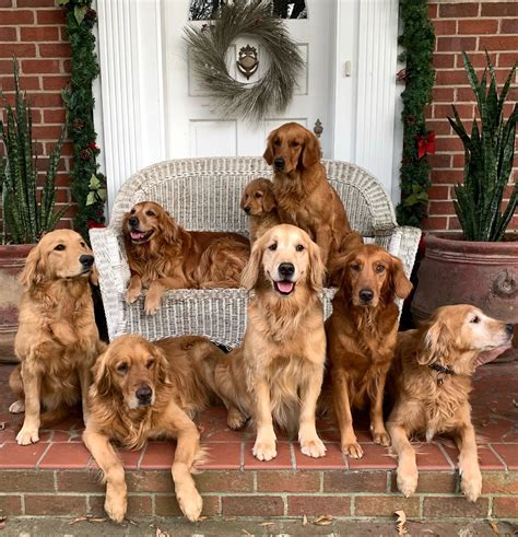 Red Golden Retriever Puppy
