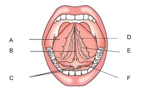 Floor of the mouth Diagram | Quizlet