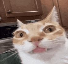 cat meme gif tenor