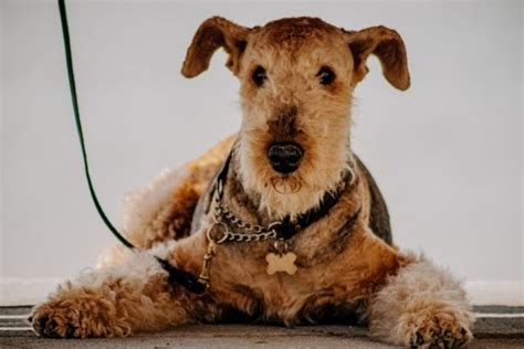 Are Airedale Terriers Hypoallergenic Dogs? | Hypoallergenic Dog