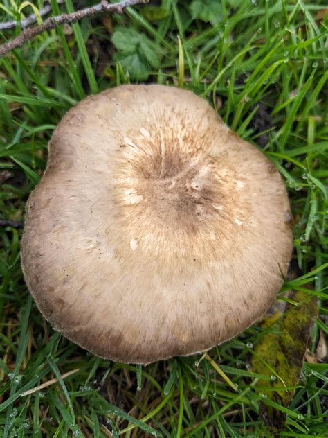 Edible? Tasty? : r/mushroomID
