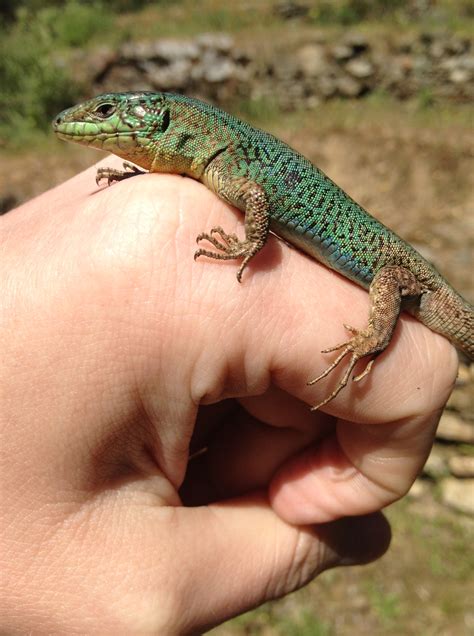 Italian Wall Lizards in Connecticut! – Colin Donihue