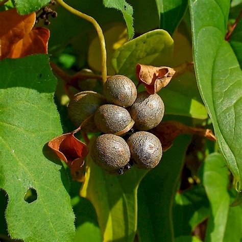 Dioscorea polystachya - UF/IFAS Assessment - University of Florida, Institute of Food and ...