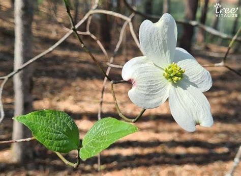 12 Different Types of Pennsylvania Native Trees