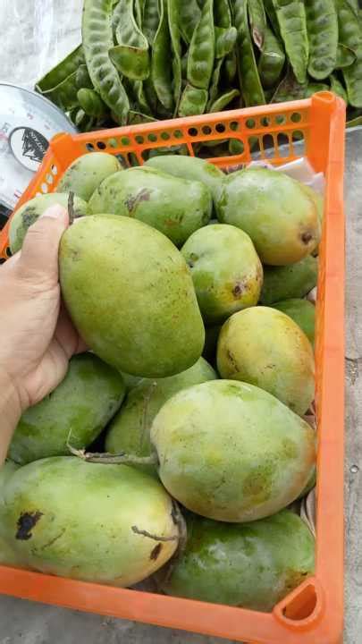mangga lazada indonesia