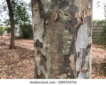 Terminalia Arjuna Tree Trunk Bark Arjuna Stock Photo 2009374754 ...