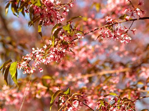 close  photo  purple chrysanthemum  stock photo