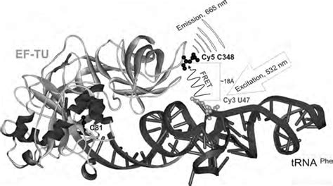 structure   ternary complex  sites chosen  labeling