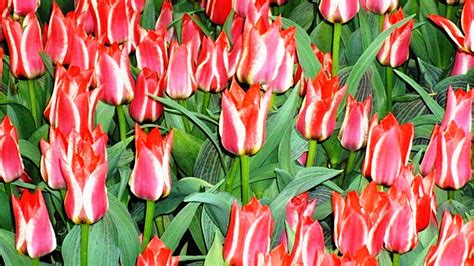 10 Types of Tulips in Holland | ExpatINFO Holland