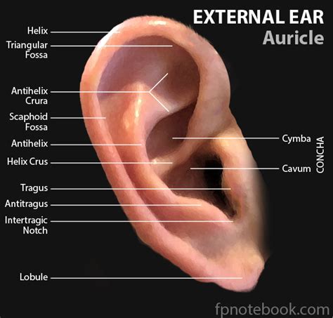 External Ear