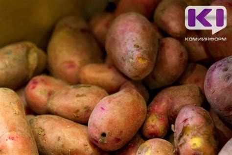 В Коми будут выращивать сорта картофеля Гулливер, Оскар и Атлетик ...