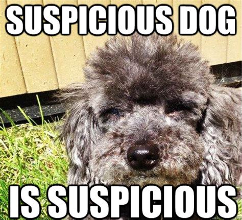 Suspicious dog Is suspicious - Suspicious Dog - quickmeme
