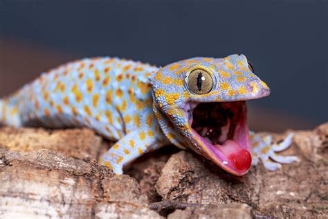 The Amazing Gecko: 20 Interesting Facts about the World’s Most Species ...