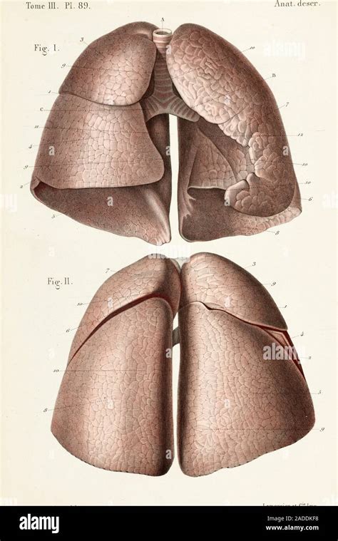 Rear and front views of the lungs, 1866 illustrations. This page is ...