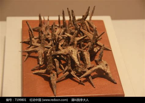 铁刺蒺藜高清图片下载_红动中国