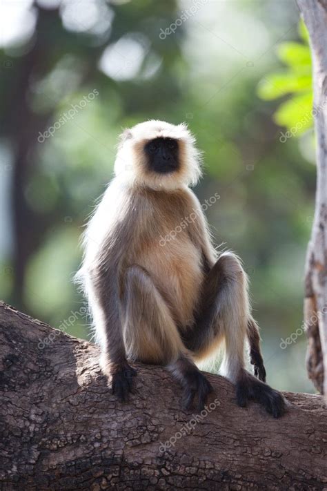 Common Langur monkey in India — Stock Photo © jamenp #11829069