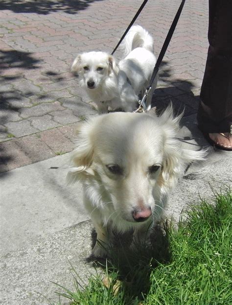 Triple Dog Day: The Fearsome Threesome | The Dogs of San Francisco