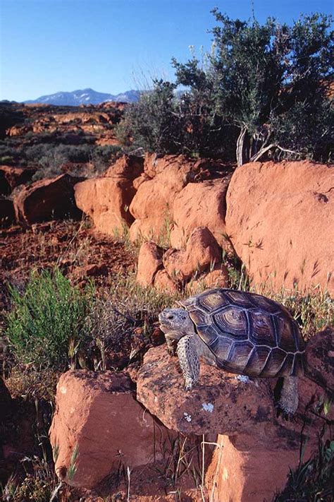 Endangered Species Day: How the DWR is helping native wildlife species ...