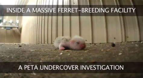 Investigation Exposes Cruelty at Ferret Mill | PETA