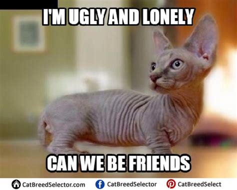 Hairless Cat Memes – Cat Breed Selector