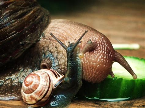 what does the snail do in grow a garden