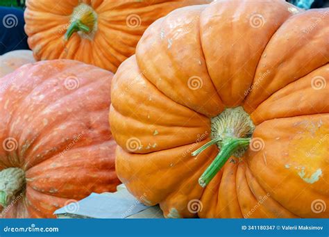 Three Giant Pumpkins Weighing Over 200 Kg. Autumn Harvest of Fruits and ...