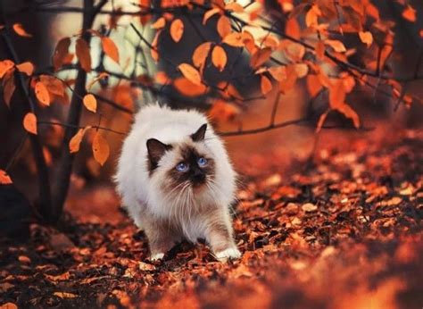 20 Photos of Animals Enjoying the Magic of Autumn