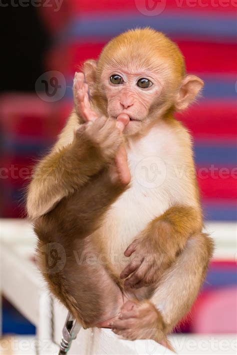 Macaco Dando O Dedo - Macacos De Dedo