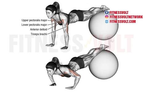 How To Do Stability Ball Decline Push-Up (Chest) – Fitness Volt