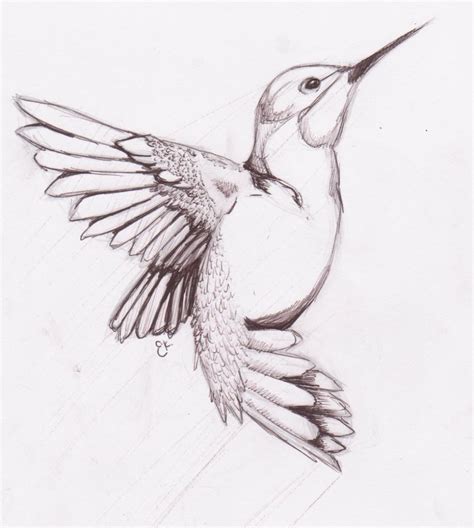 Drawings Of Hummingbirds And Flowers at PaintingValley.com | Explore collection of Drawings Of ...