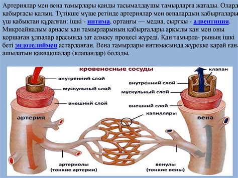 Қан тамырлар жүйесінің филогенезі - презентация онлайн