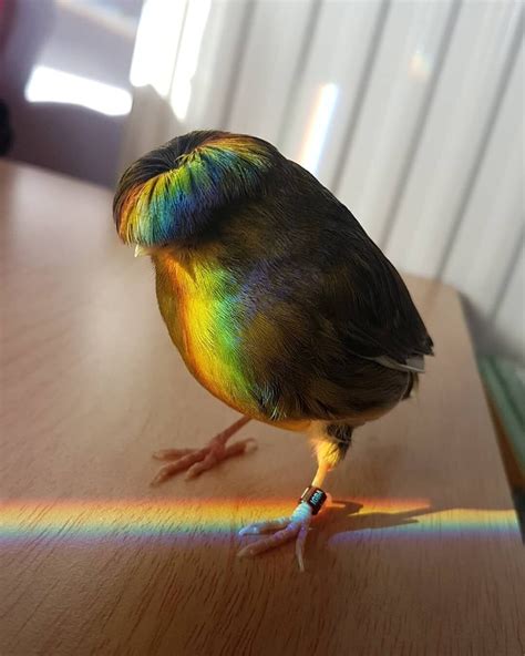 daily picdump  funny  interesting bird images