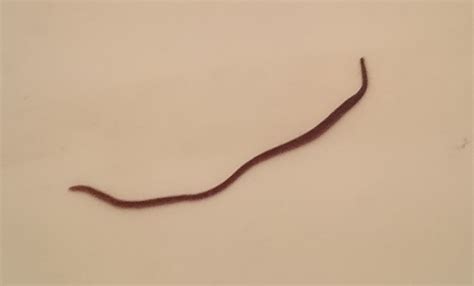 species identification blackdark red smooth west african worm full