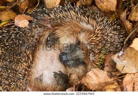 Hibernating Woodland Hedgehog Photos and Images | Shutterstock