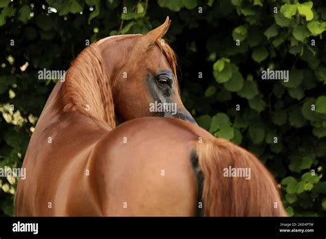 arabian horse stallion Stock Photo - Alamy