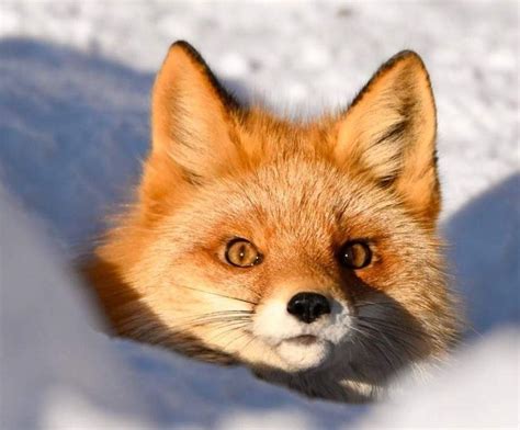 Pin on Лиса | Pet fox, Cute little animals, Cute baby animals