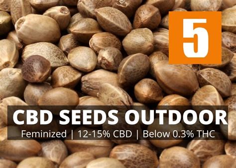 CBD seeds outdoor 12-15% CBD