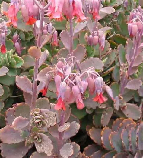 Kalanchoe Fedtschenkoi - Succulent Guide