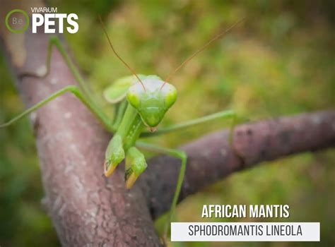 Sphodromantis Lineola: The Ultimate African Mantis Guide!