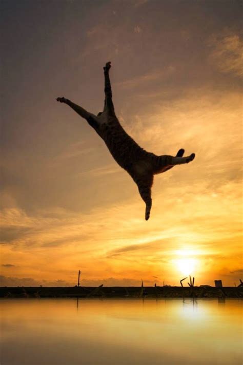 tomcats unseen pictures