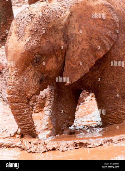 Baby elephant playing in the mud Stock Photo - Alamy